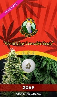 Zoap Strain Feminized