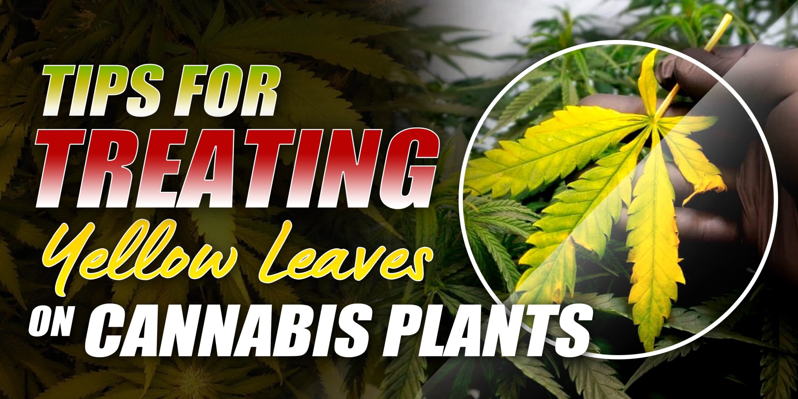 marijuanas plants yellow leaves