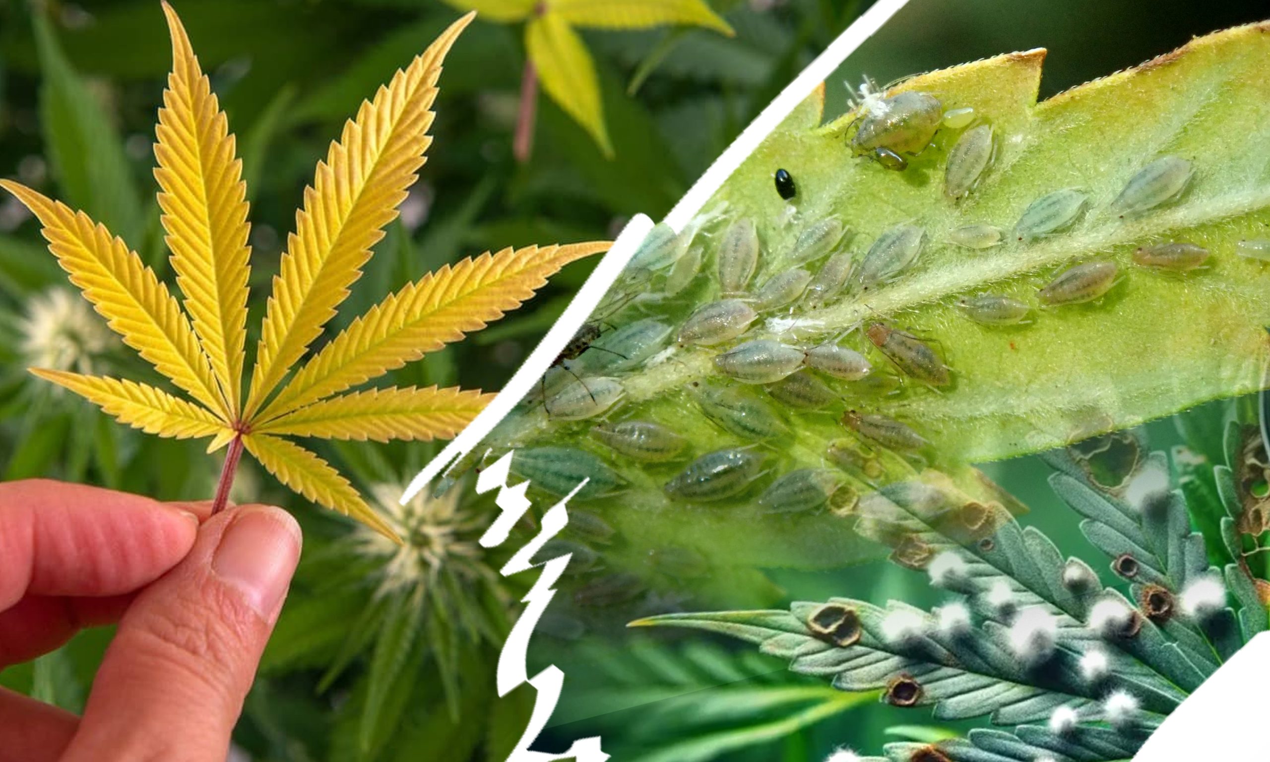 TipsforTreatingYellowLeavesonCannabisPlantspicPestsandDiseases Ezgif.com Optijpeg Scaled, Crop King Seeds