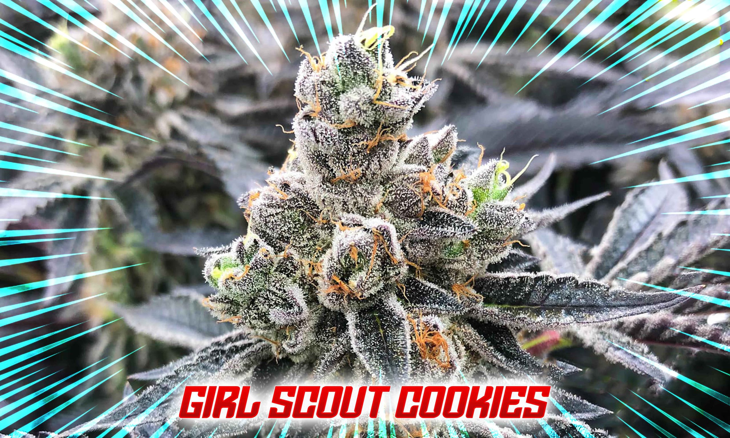 Freecompress Exploring The Most Hilariously Named Cannabis Strains Pic Girl Scout Cookies Scaled, Crop King Seeds