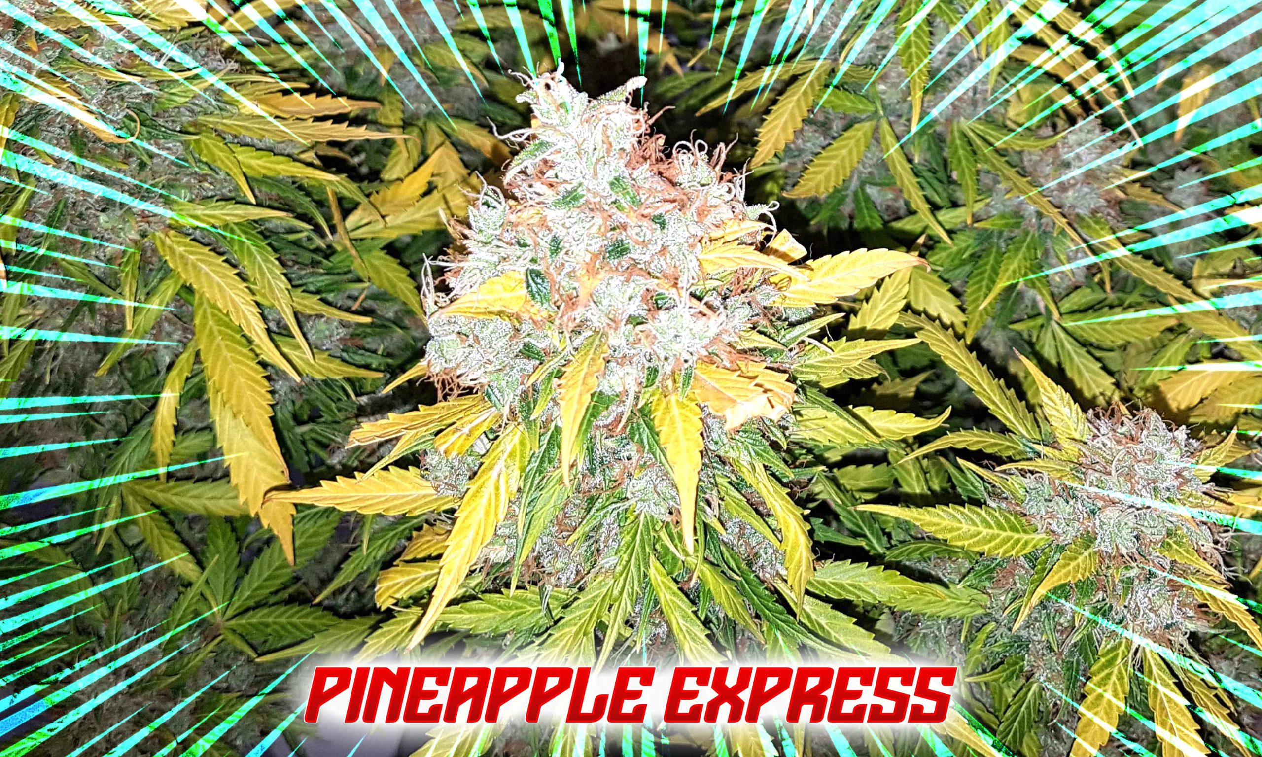 Freecompress Exploring The Most Hilariously Named Cannabis Strains Pic Pineapple Express Scaled, Crop King Seeds