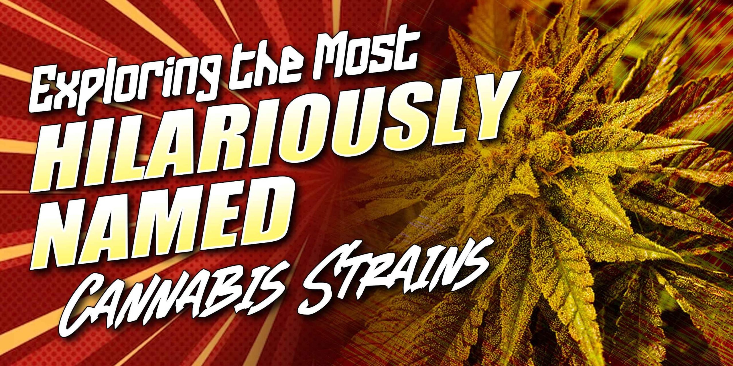 Freecompress Exploring The Most Hilariously Named Cannabis Strains Scaled, Crop King Seeds