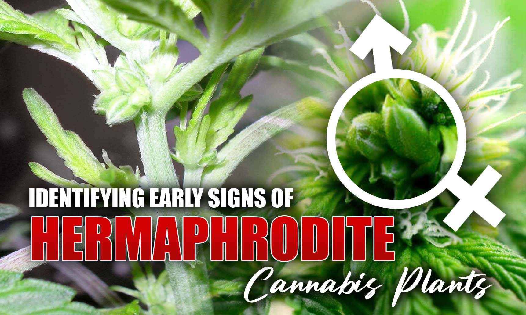 early signs of hermie plant