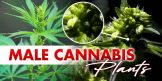 Male Cannabis Plants