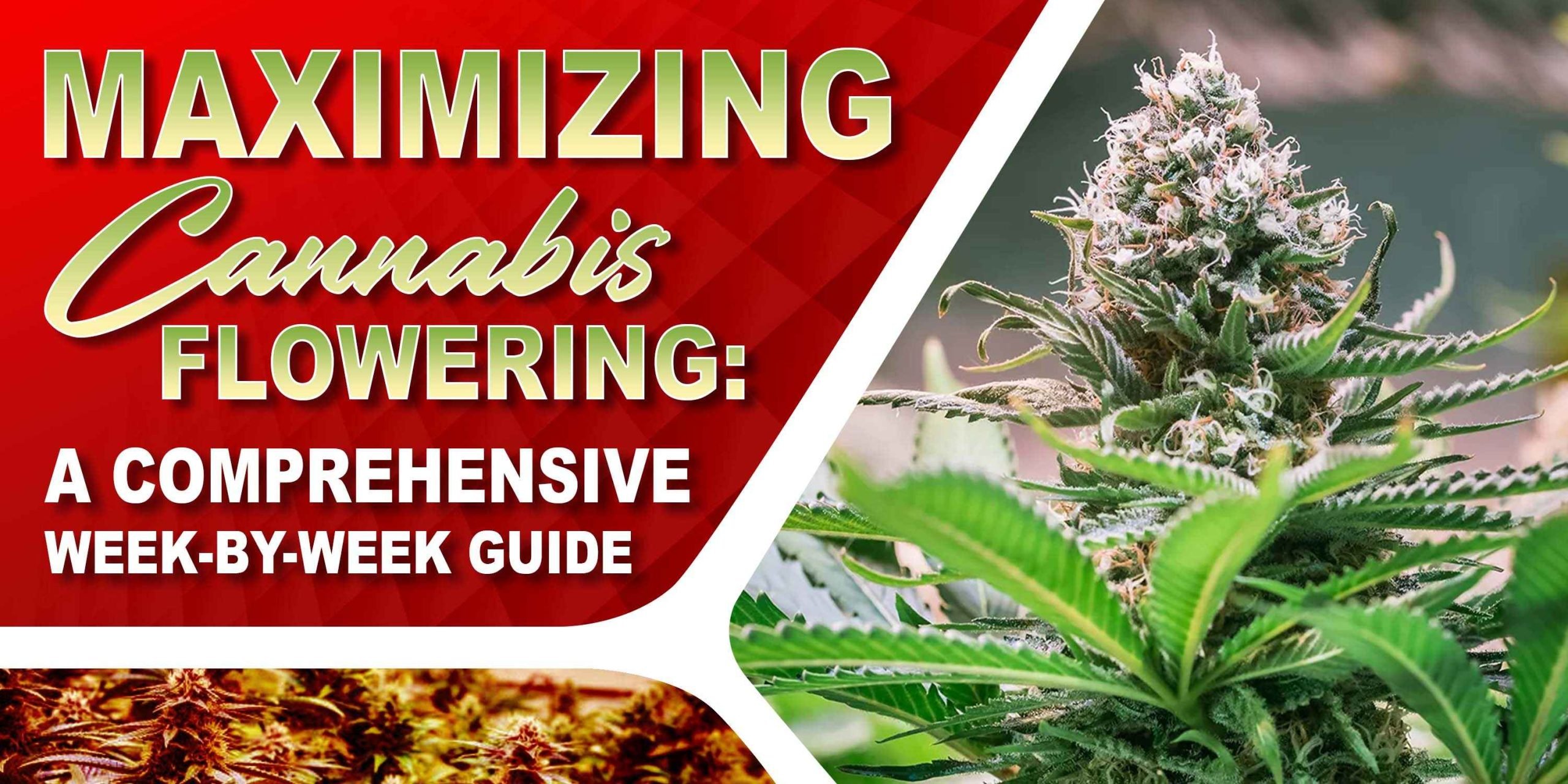 Freecompress Maximizing Cannabis Flowering A Comprehensive Week By Week Guide Scaled, Crop King Seeds