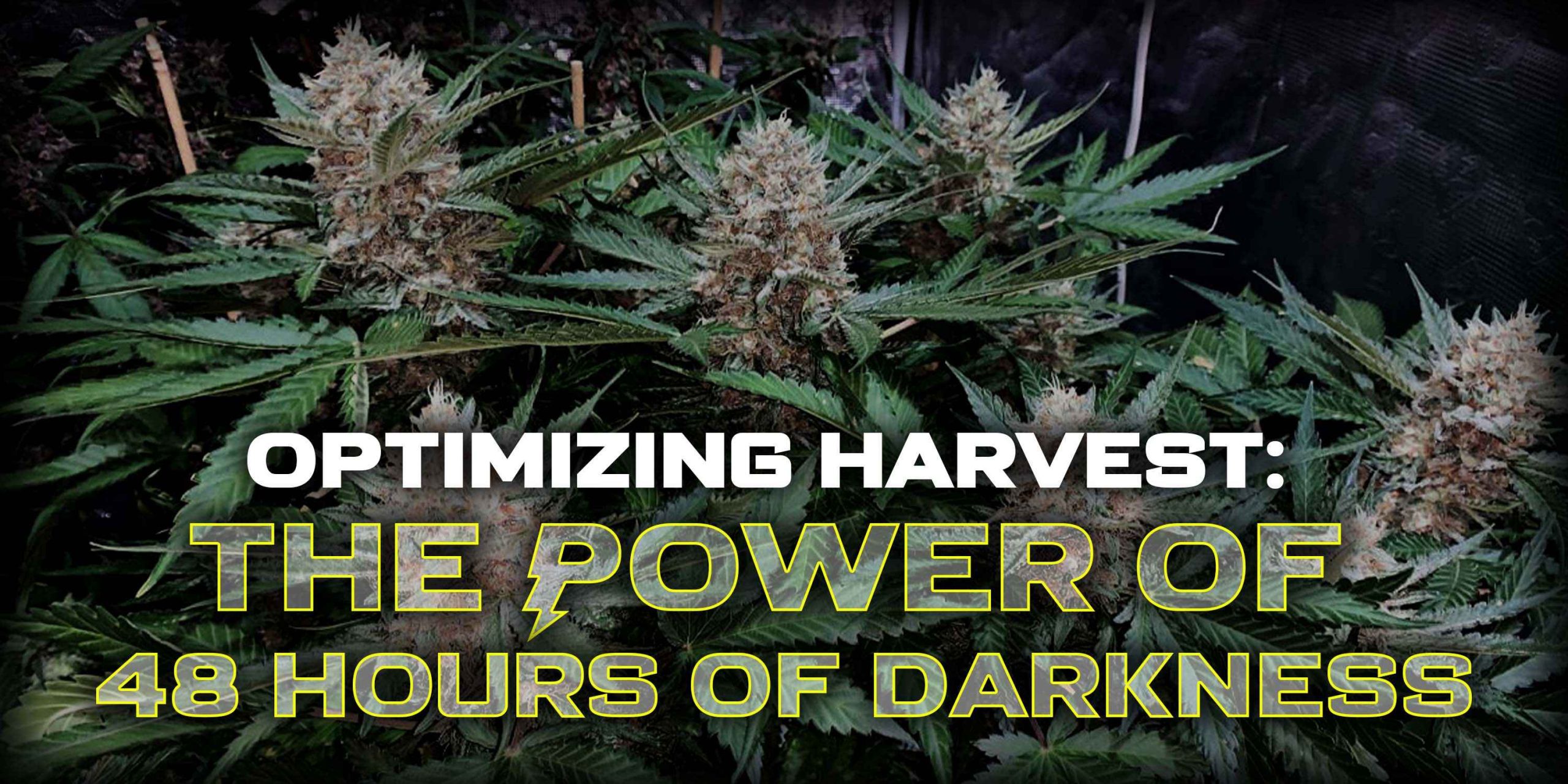 darkness before harvest myth