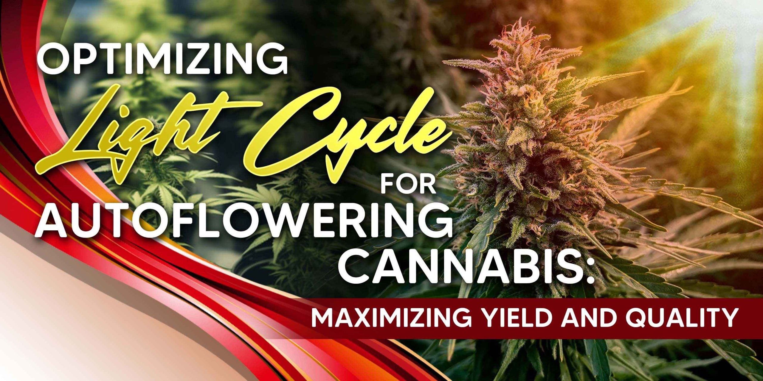 light cycle for autoflower
