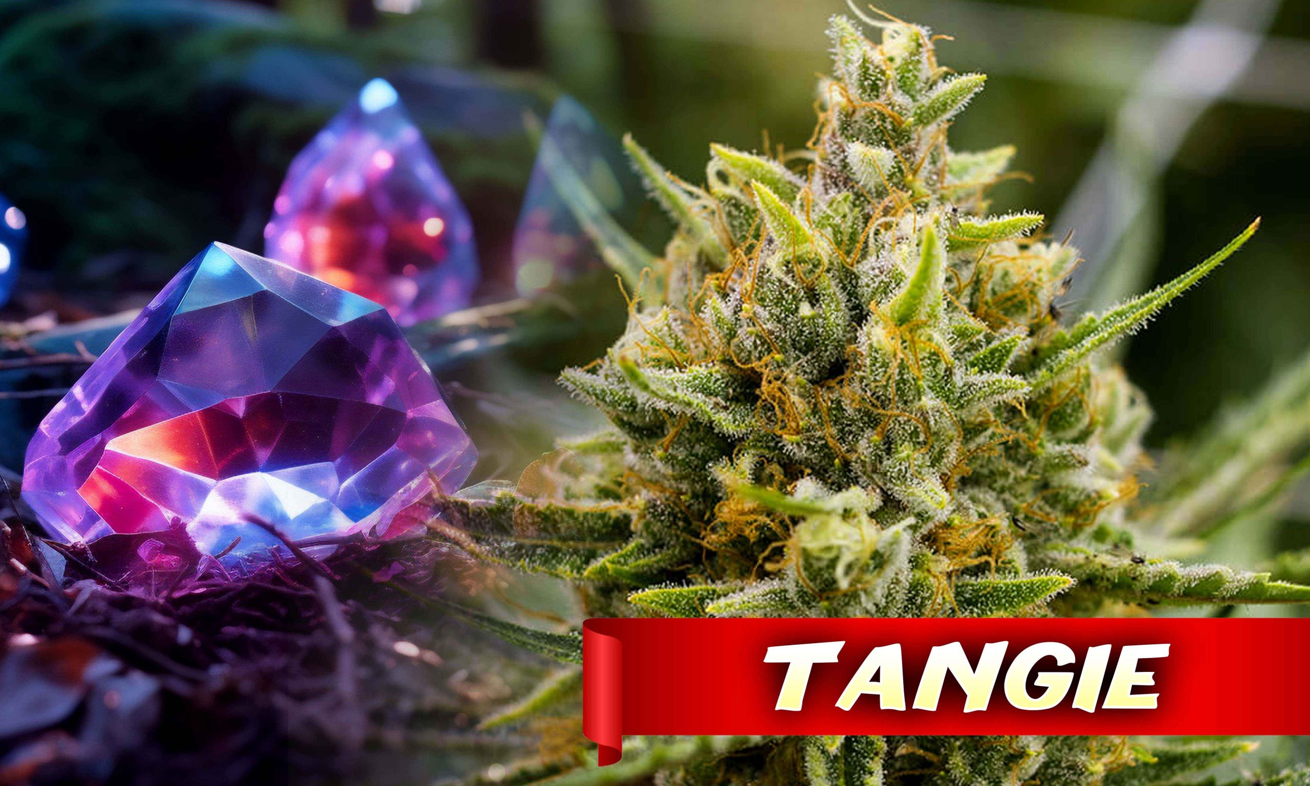 Freecompress Rare Cannabis Strains Unveiling Natures Hidden Gems Pic Tangie Scaled, Crop King Seeds