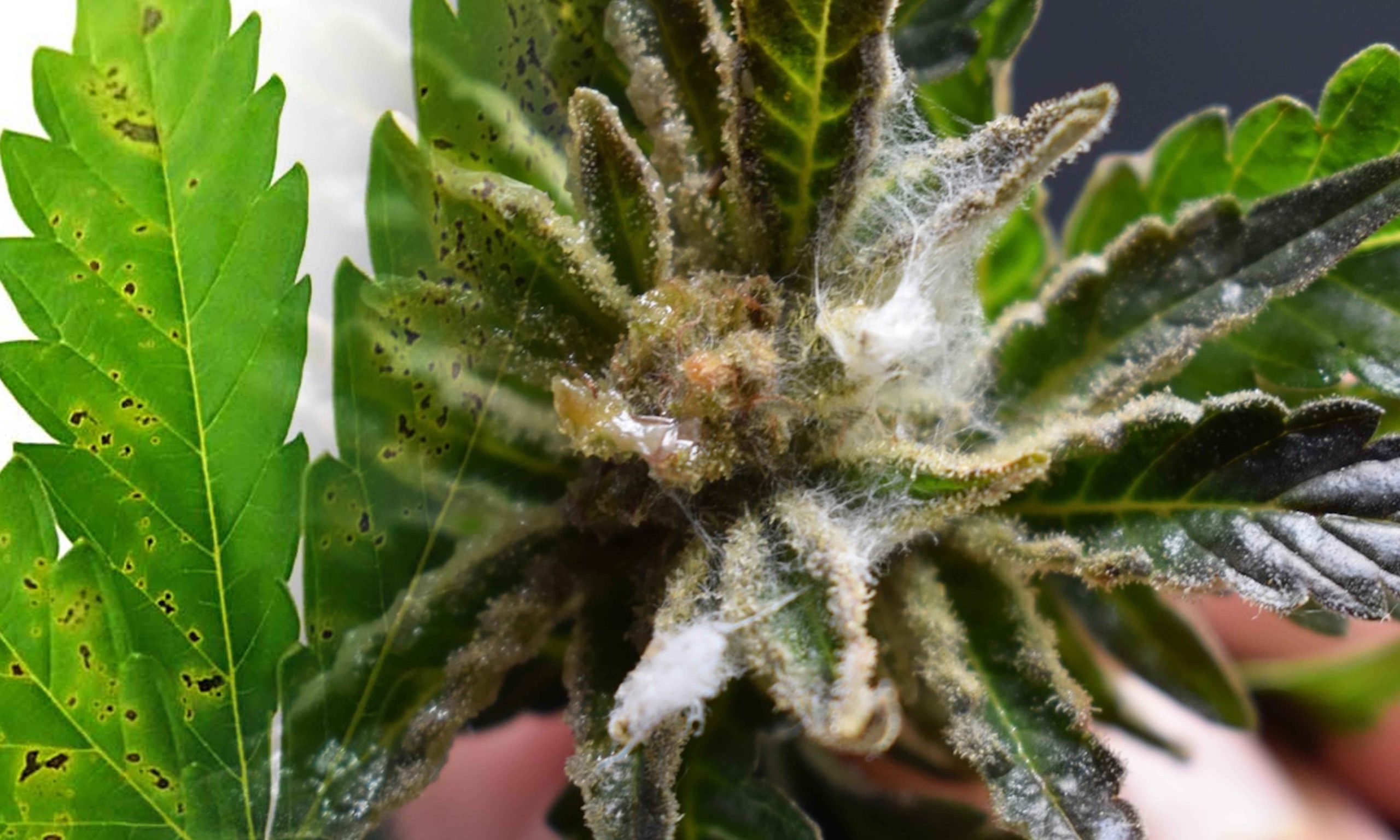 Freecompress Understanding And Treating Black Spots On Cannabis Leaves Pic Fungal Infections Scaled, Crop King Seeds