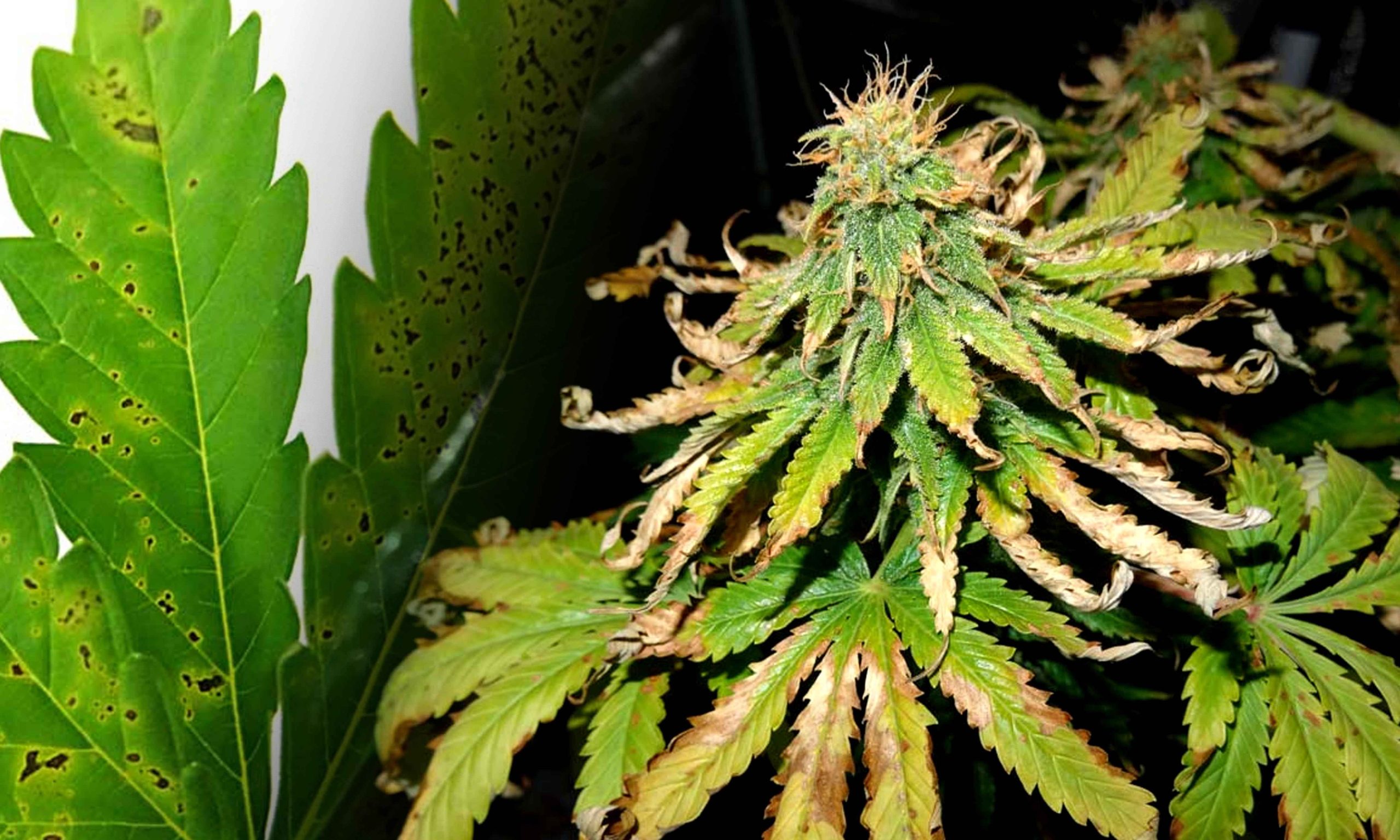 Freecompress Understanding And Treating Black Spots On Cannabis Leaves Pic Plant Stress Scaled, Crop King Seeds