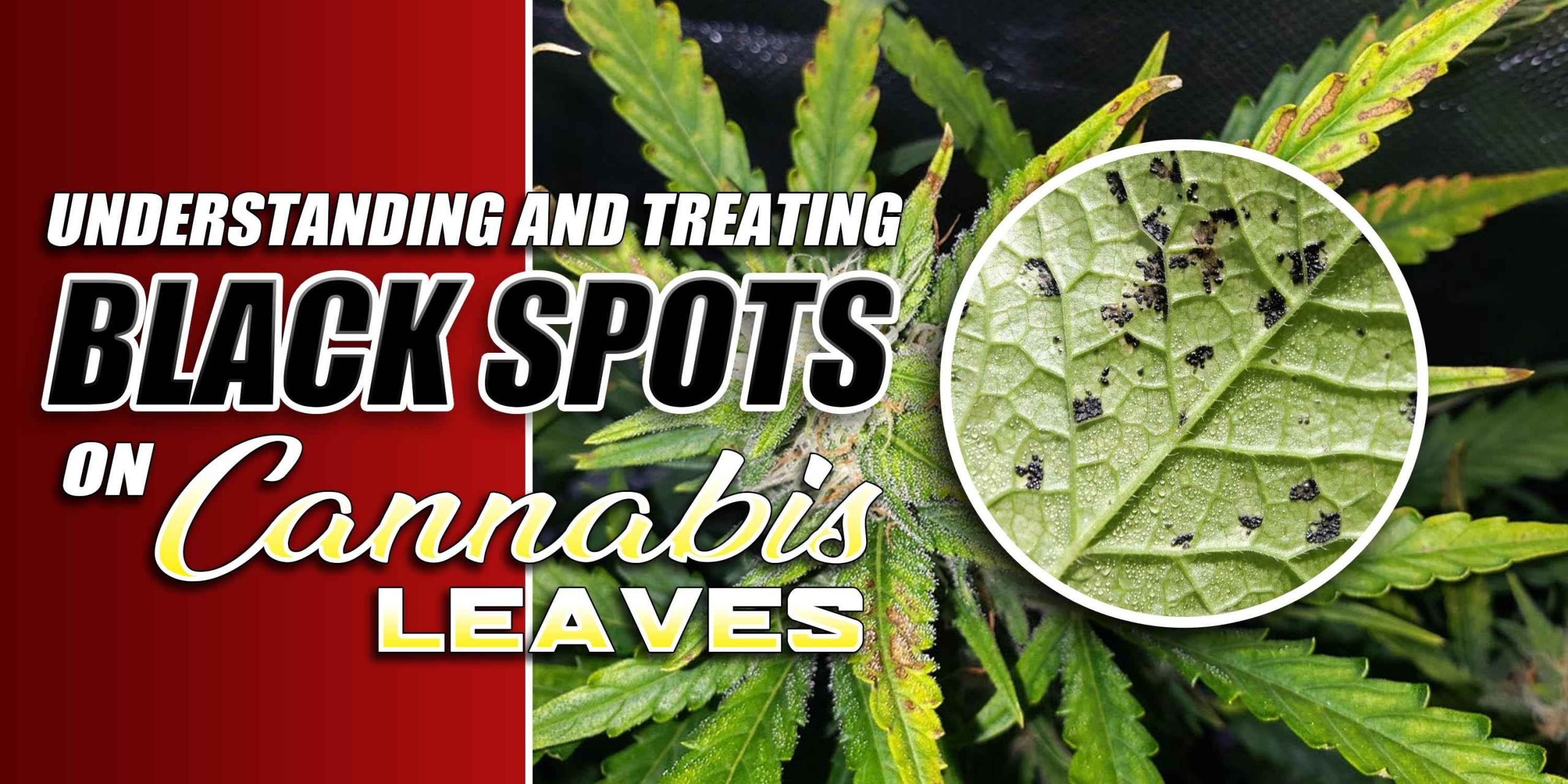 black spots on weed leaves