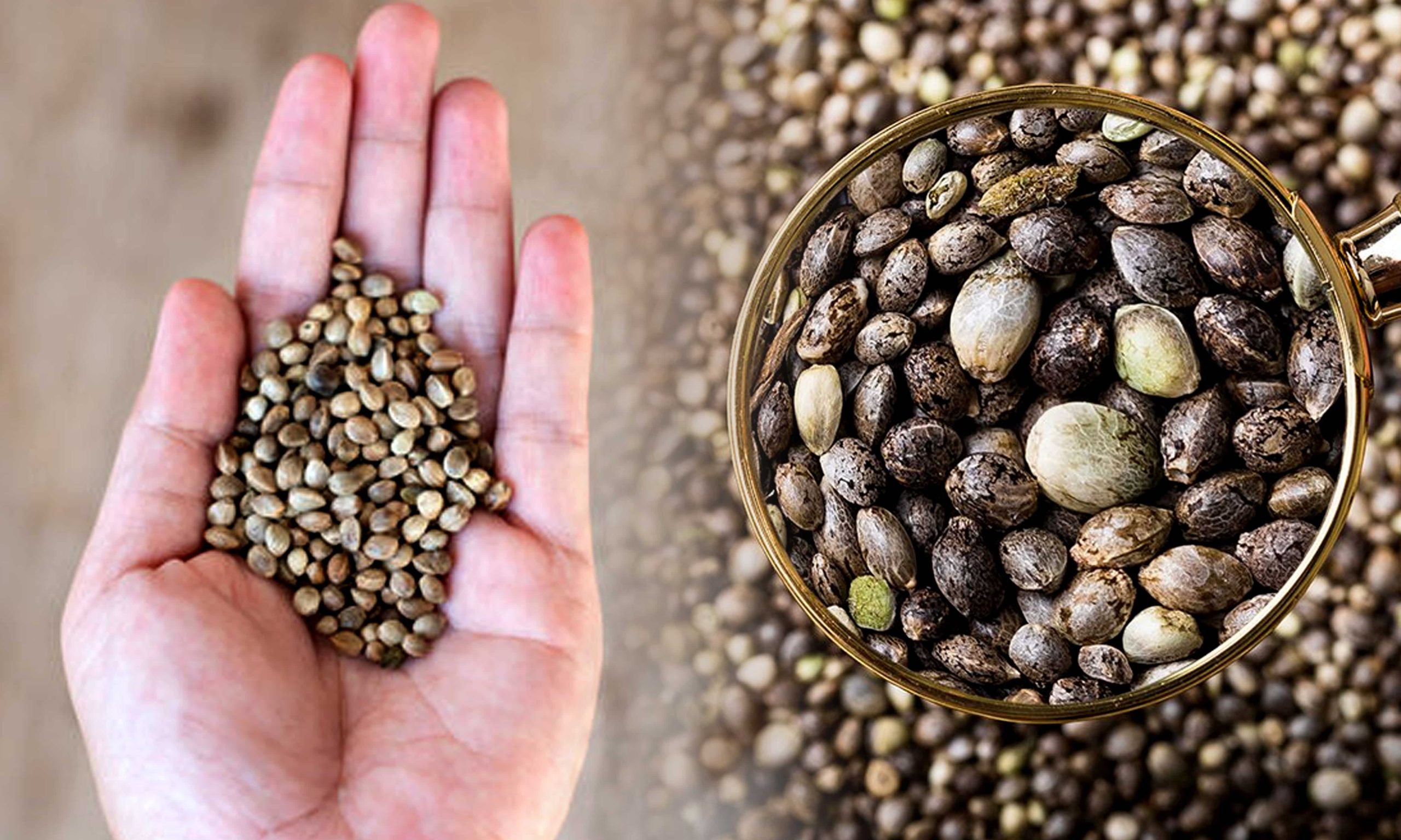 How To Identify Wind Burn Cannabis Pic Understanding Cannabis Seeds Min Scaled, Crop King Seeds