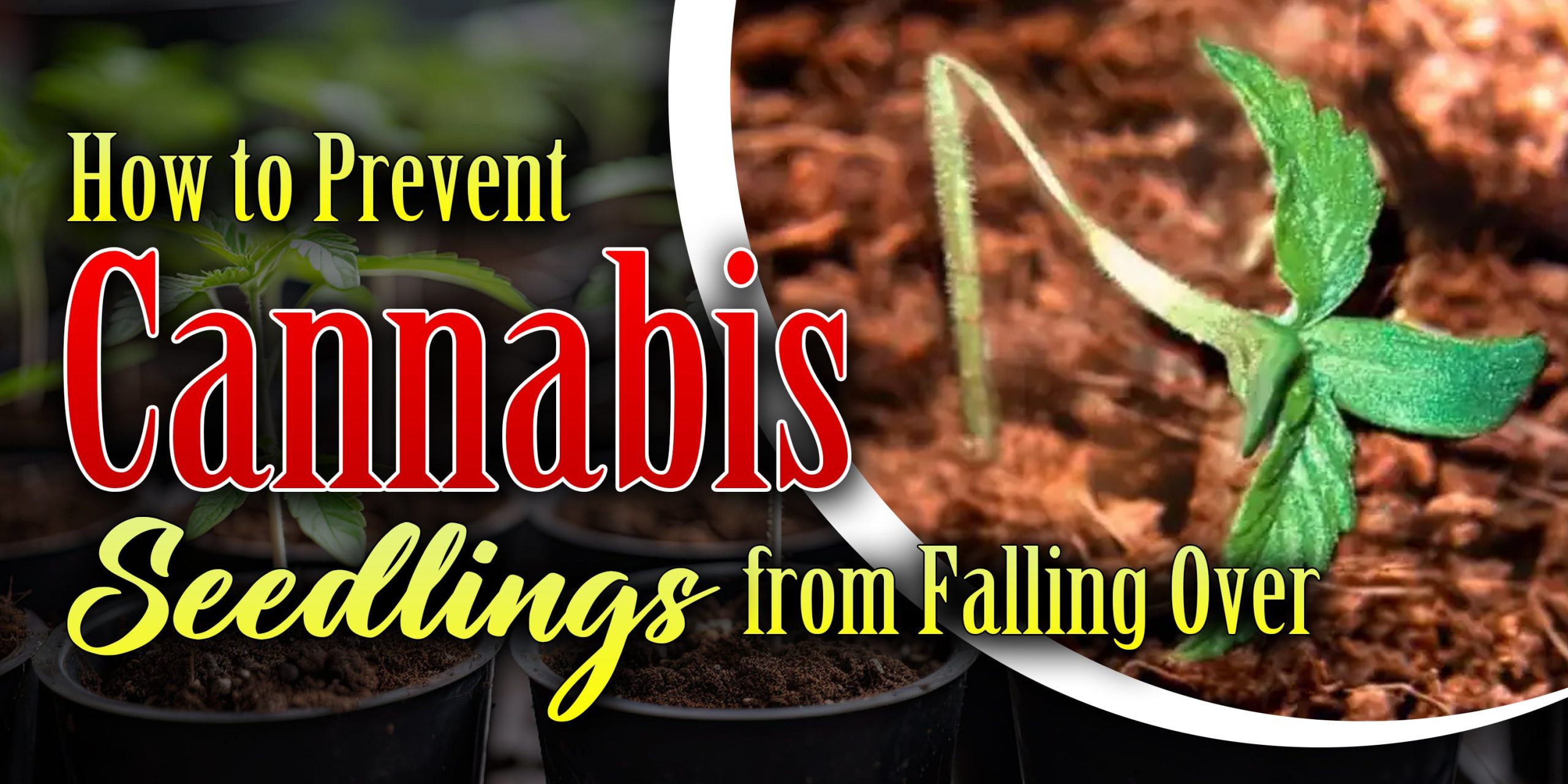 cannabis seedlings falling over