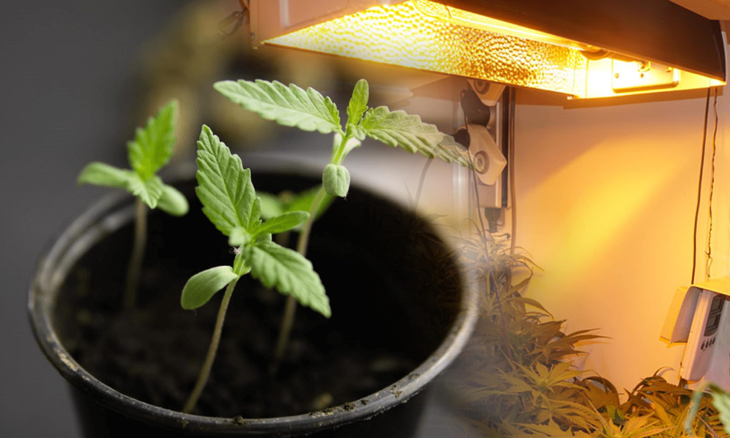 How To Prevent Cannabis Seedlings From Falling Over Pic Insufficient Light Min Scaled, Crop King Seeds
