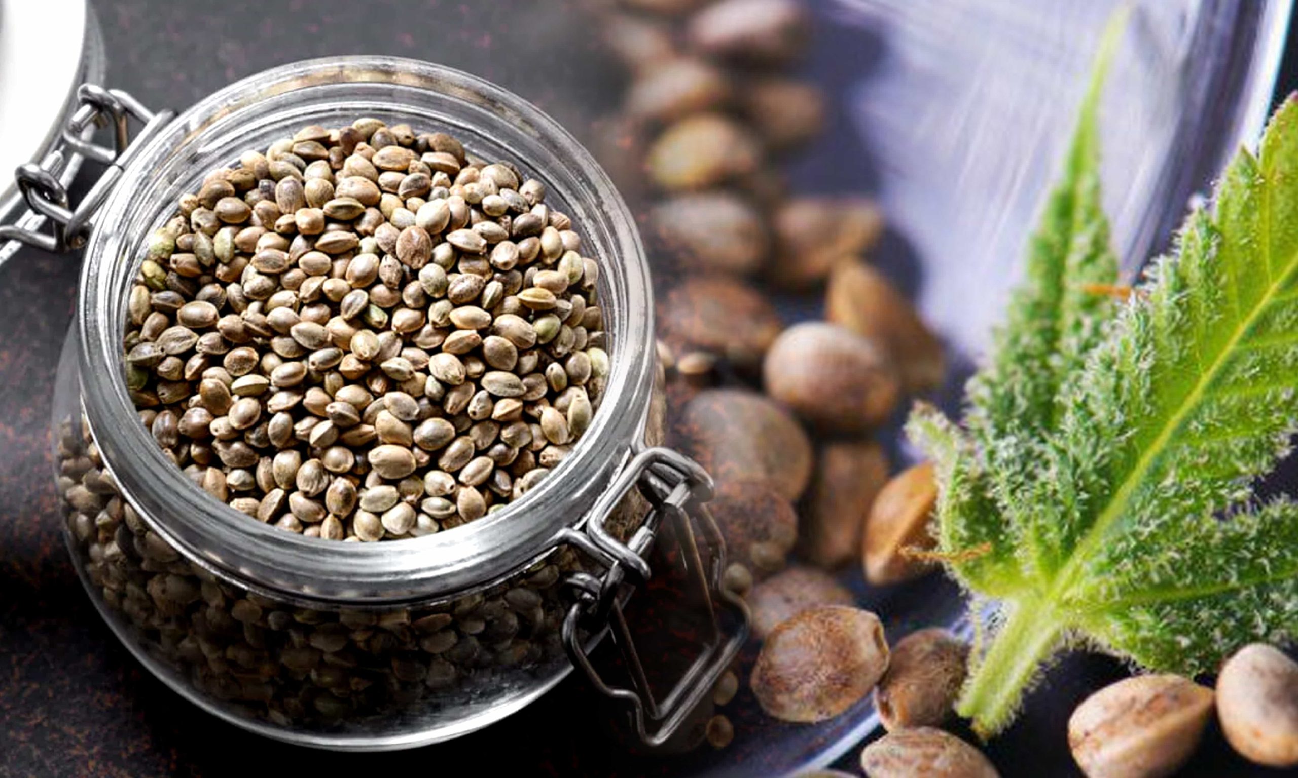 How To Properly Storing Cannabis Seeds Pic Best Way To Store Cannabis Seeds Min Scaled, Crop King Seeds