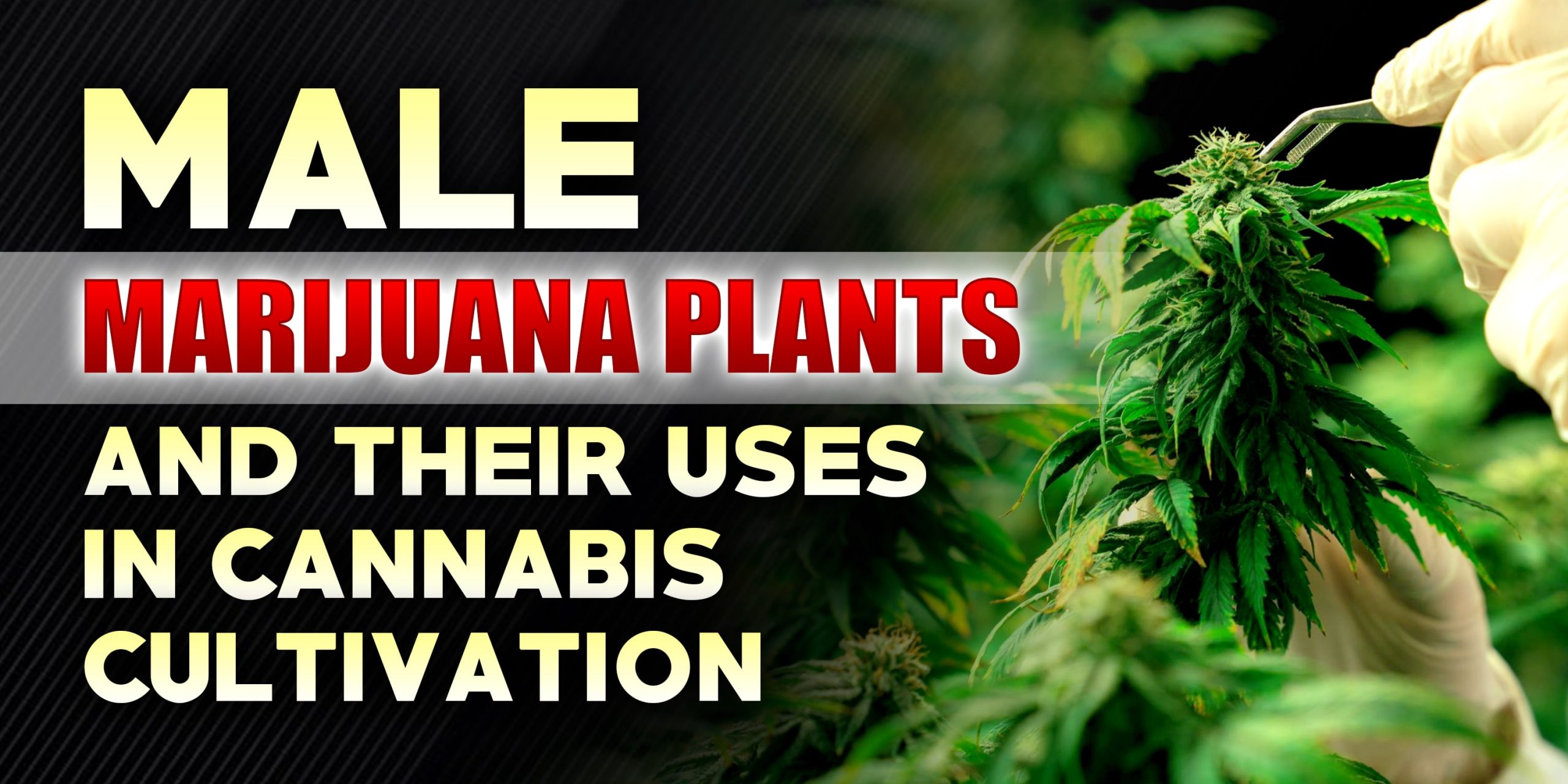 male cannabis plants uses