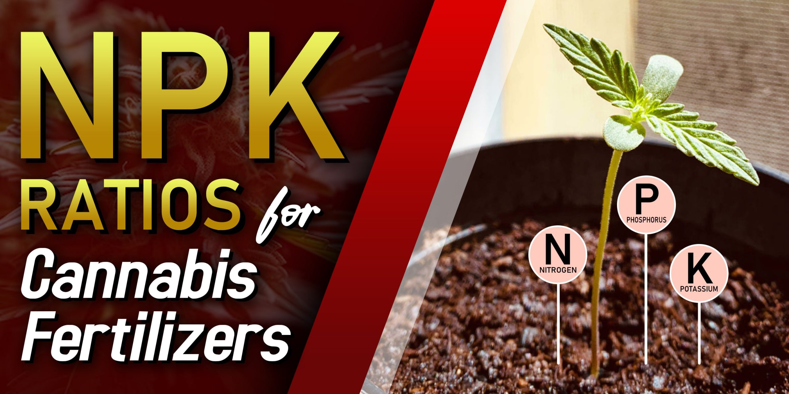 NPK Ratios For Cannabis Fertilizers Min Scaled, Crop King Seeds