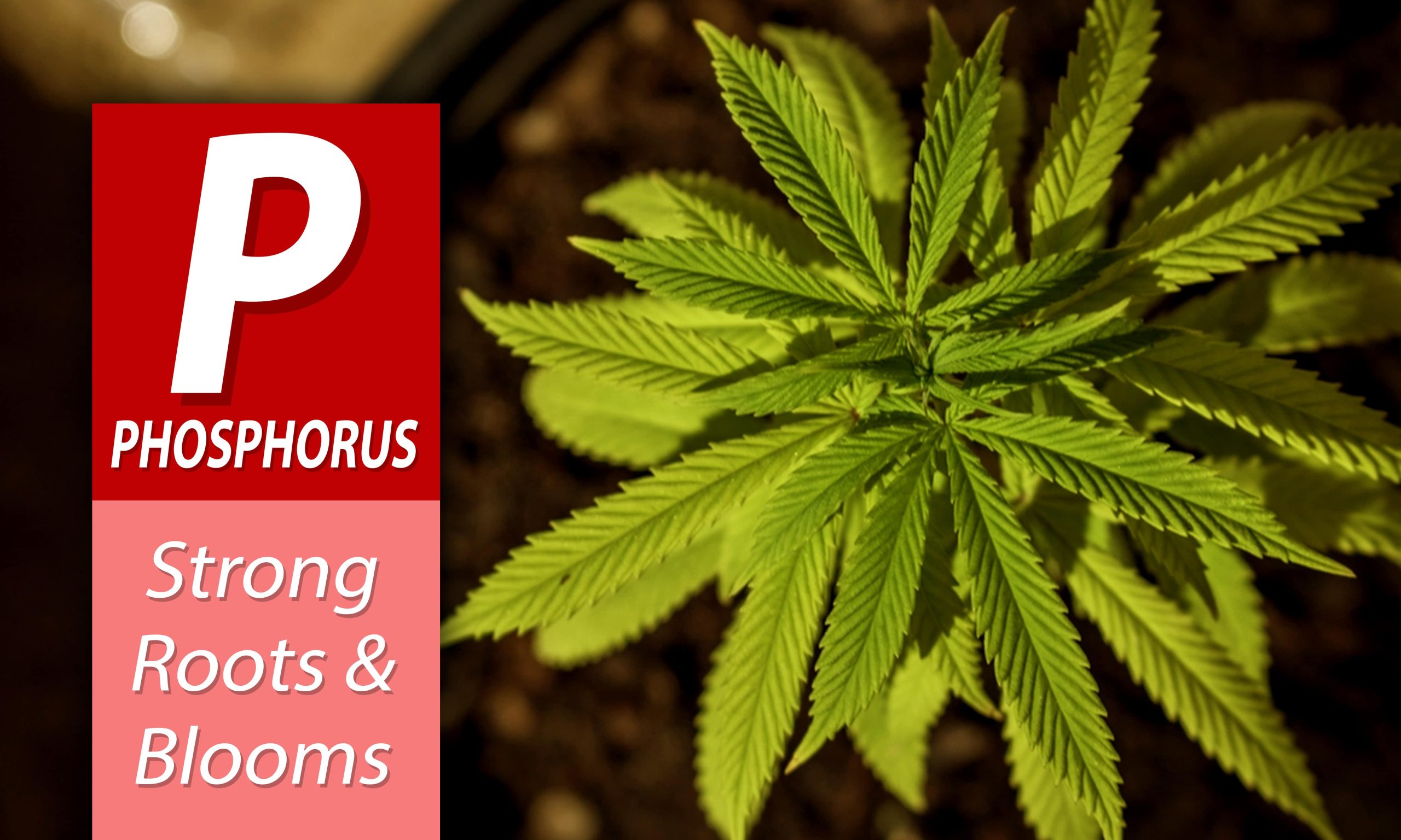 NPK Ratios For Cannabis Fertilizers Pic Phosphorus Min Scaled, Crop King Seeds