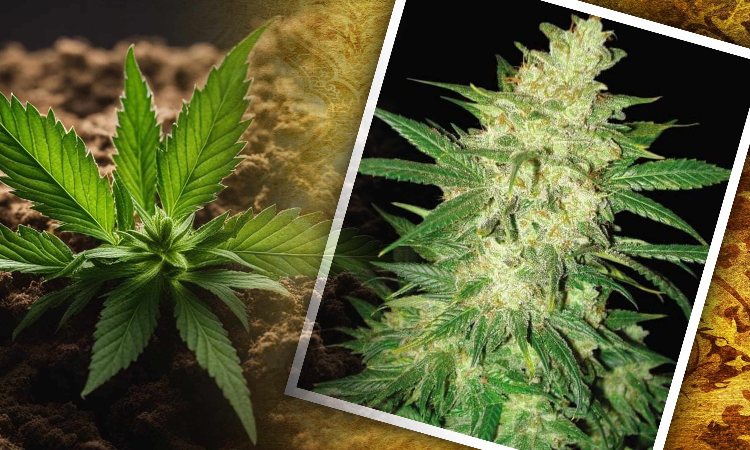 landrace sativas