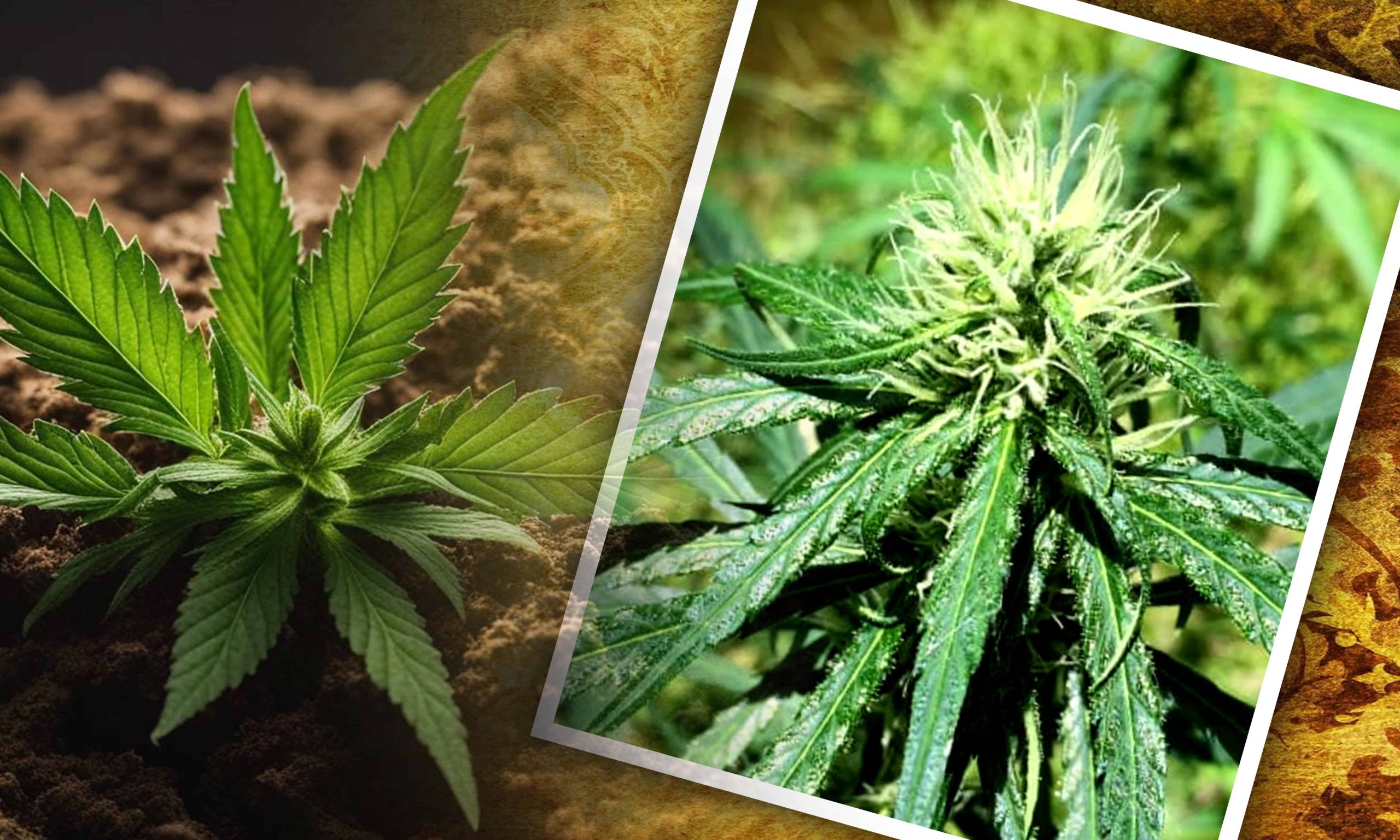 landrace sativas