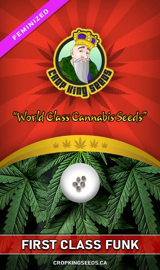 First Class Funk Strain Feminized