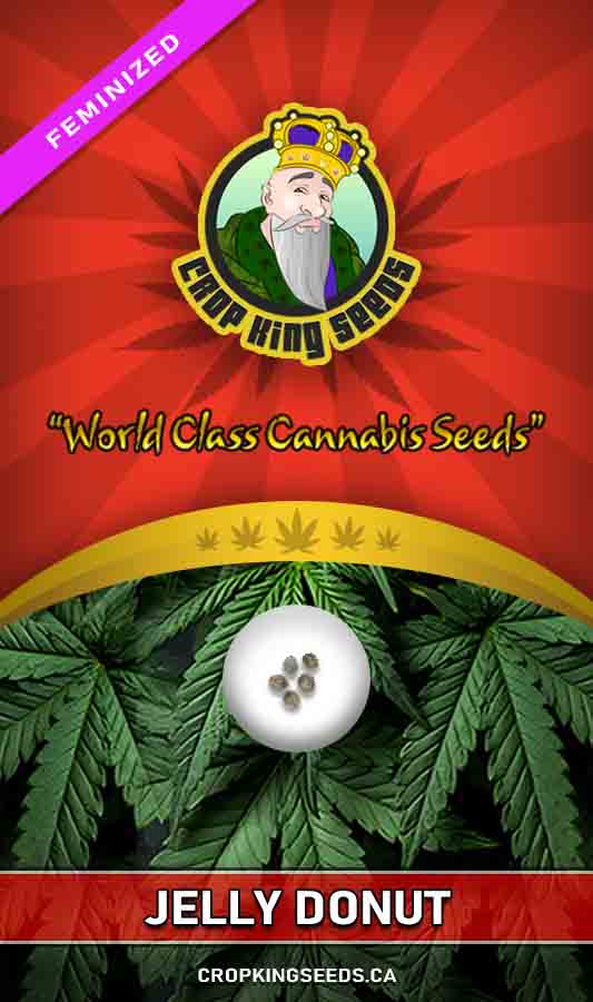 Buy Jelly Donut Strain Feminized Marijuana Seeds Online Crop King Seeds