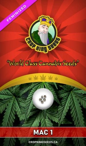 Mac 1 Strain Feminized