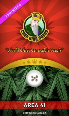 Area 41 Strain Feminized