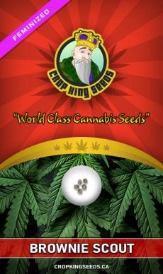 Brownie Scout Strain Feminized