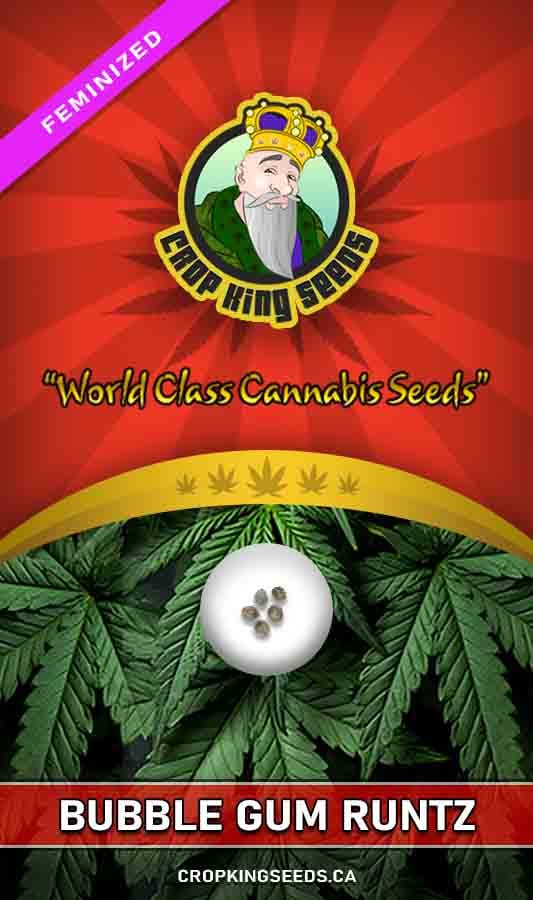 Bubble Gum Runtz Strain Feminized