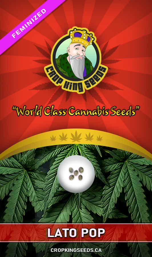 Lato Pop Strain Feminized Marijuana Seeds Crop King Seeds Canada