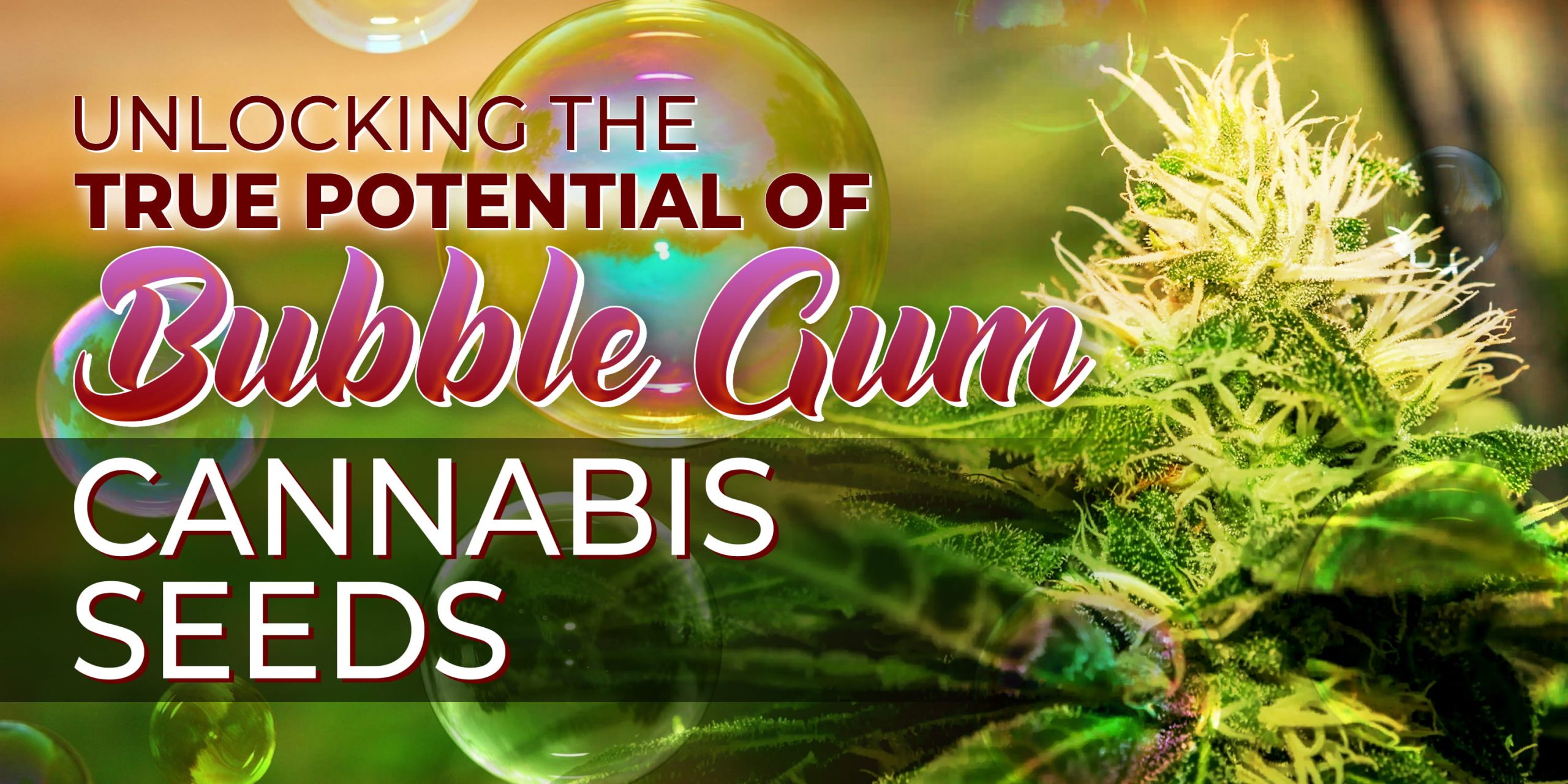 best bubblegum strain Unlocking The True Potential Of Bubble Gum Cannabis Seeds Min Scaled, Crop King Seeds