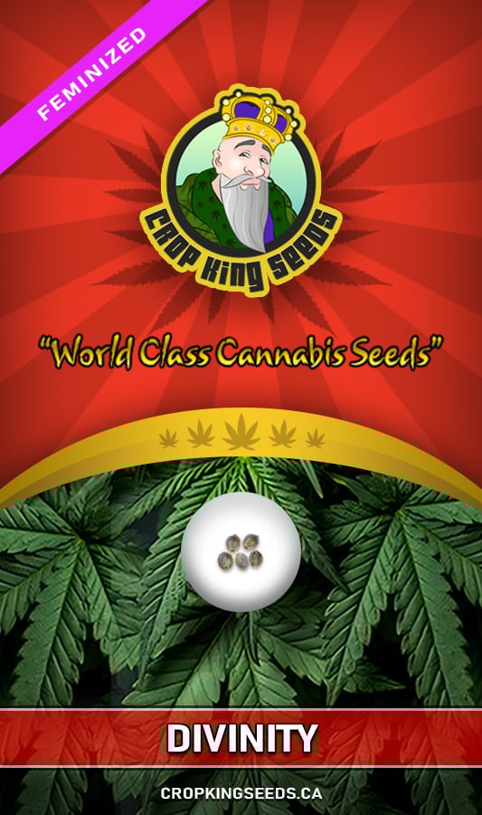 Divinity Strain Feminized