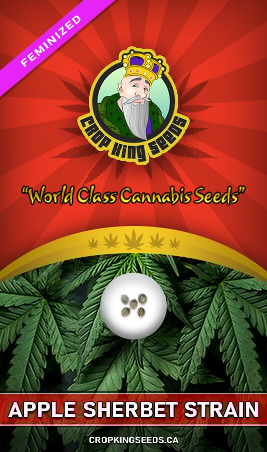 apple sherbet strain feminized