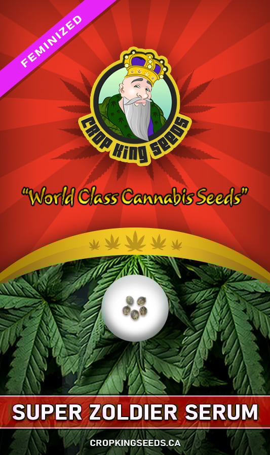 Super Zoldier Serum Strain Feminized