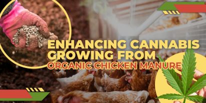 Enhancing Cannabis Growing From Organic Chicken Manure Scaled, Crop King Seeds