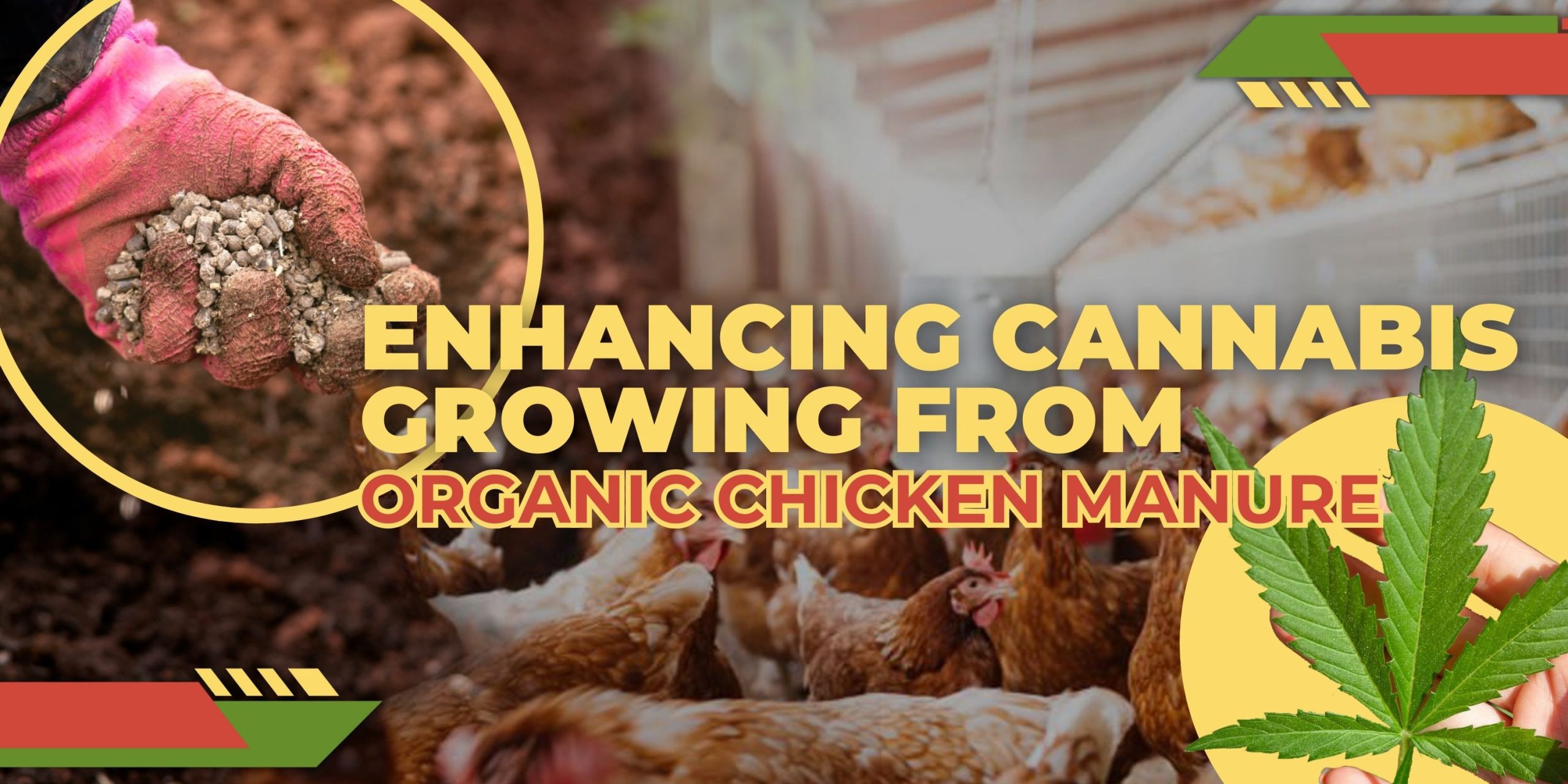 Enhancing Cannabis Growing From Organic Chicken Manure Scaled, Crop King Seeds