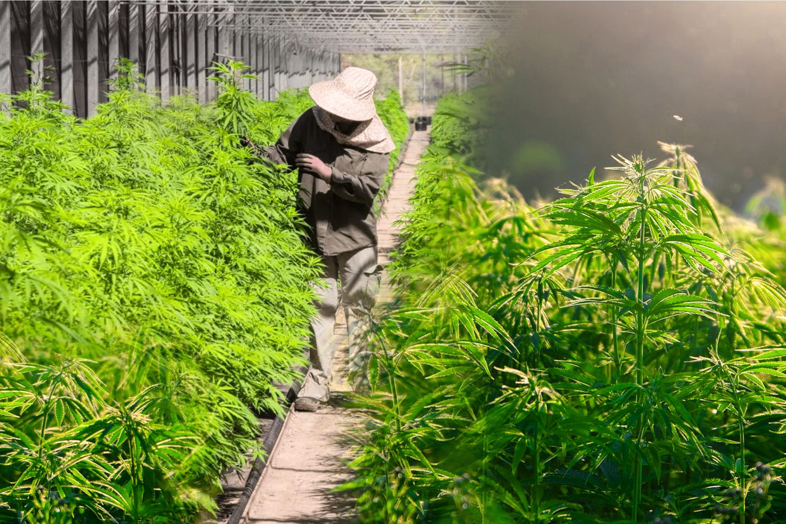 Getting The Ideal Farm Site Scaled, Crop King Seeds