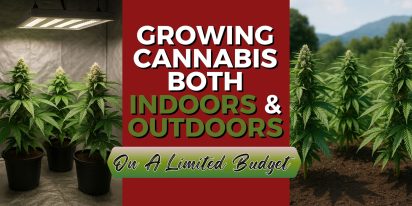Growing Cannabis Both Indoors And Outdoors On A Limited Budget Scaled, Crop King Seeds