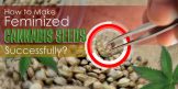 how to feminize marijuana seeds