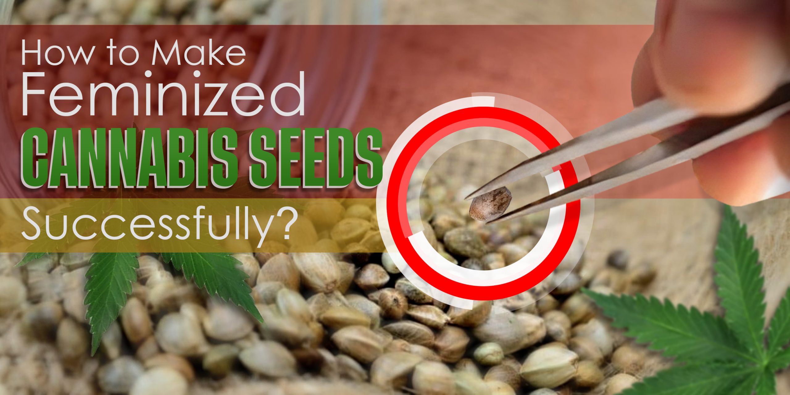 how to feminize marijuana seeds How To Make Feminized Cannabis Seeds Successfully Scaled, Crop King Seeds
