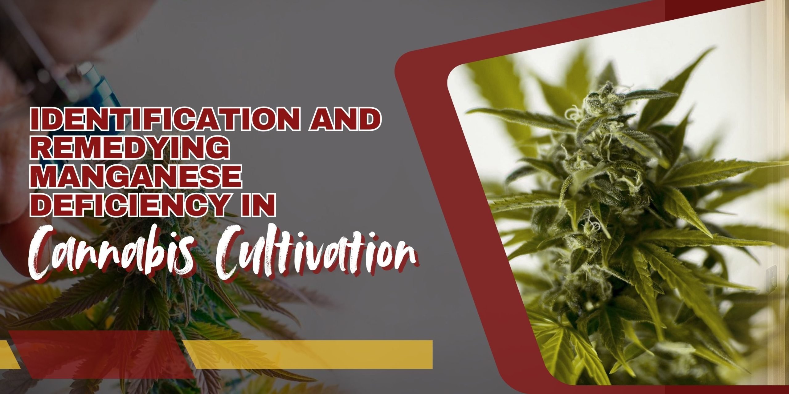 Identification And Remedying Manganese Deficiency In Cannabis Cultivation Scaled, Crop King Seeds