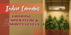 Indoor Cannabis Growing Temperature and Humidity Levels
