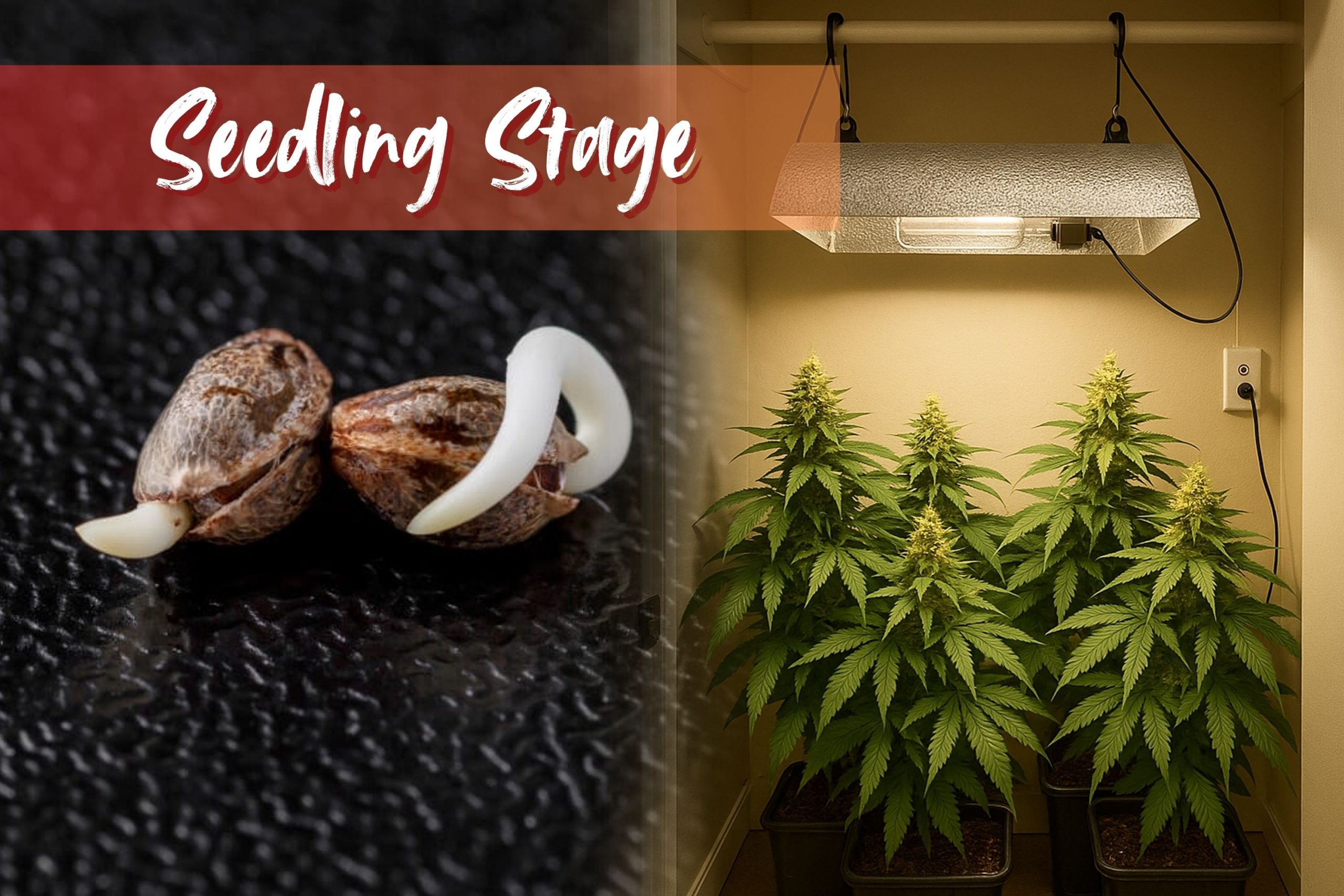 Seedling Stage Creating A Strong Foundation Scaled, Crop King Seeds