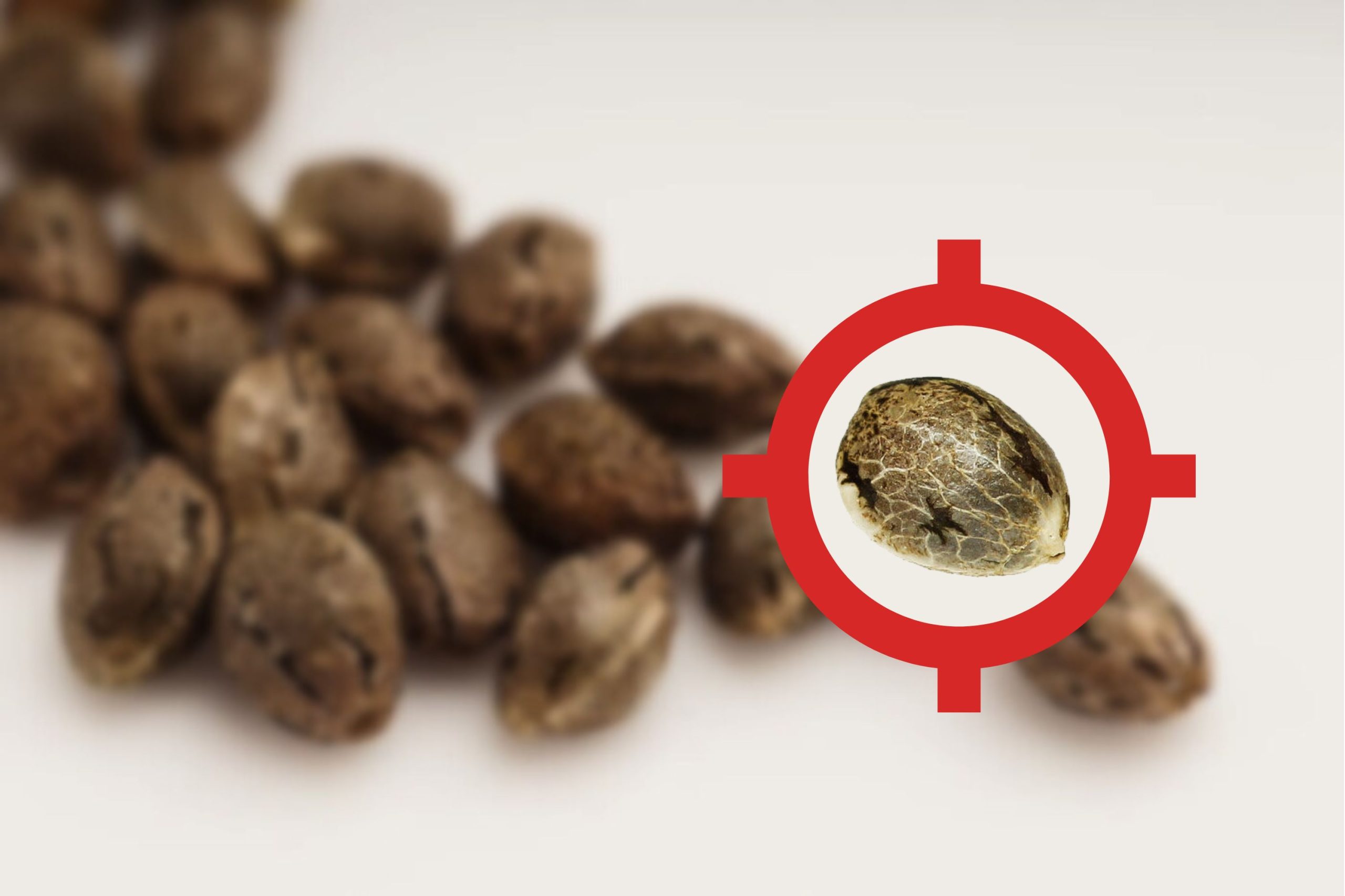 Selecting Affordable Cannabis Seeds Scaled, Crop King Seeds