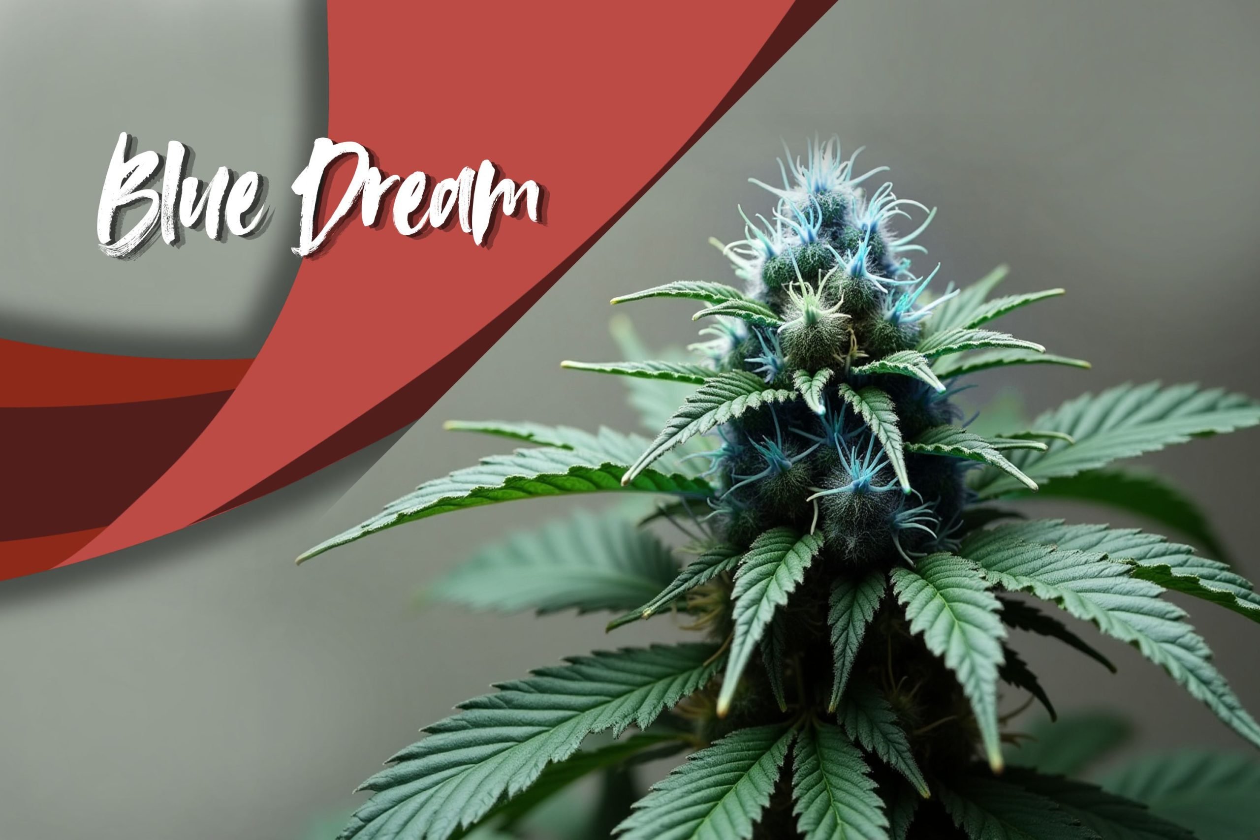 Blue Dream 1 Scaled, Crop King Seeds