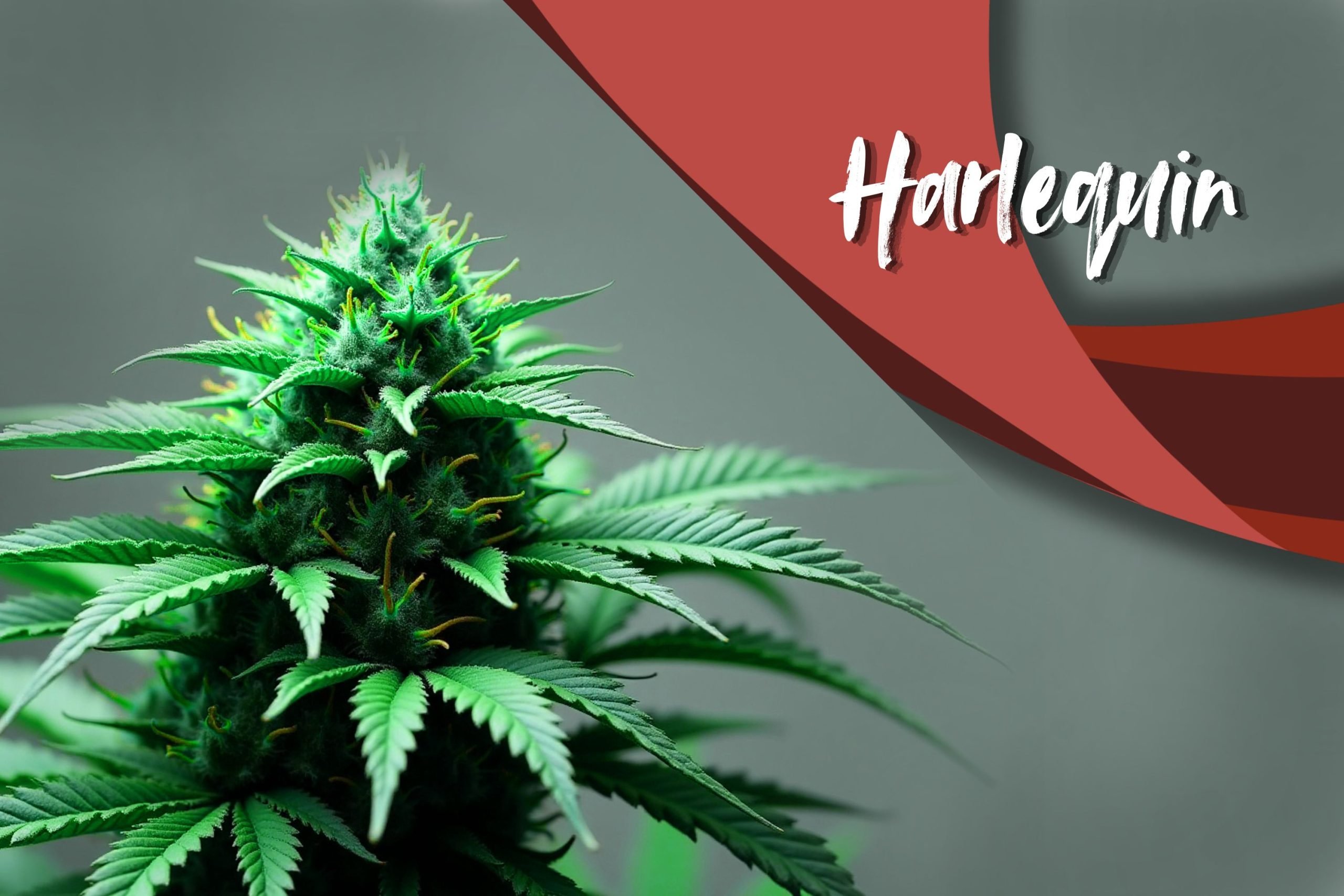 Harlequin Scaled, Crop King Seeds