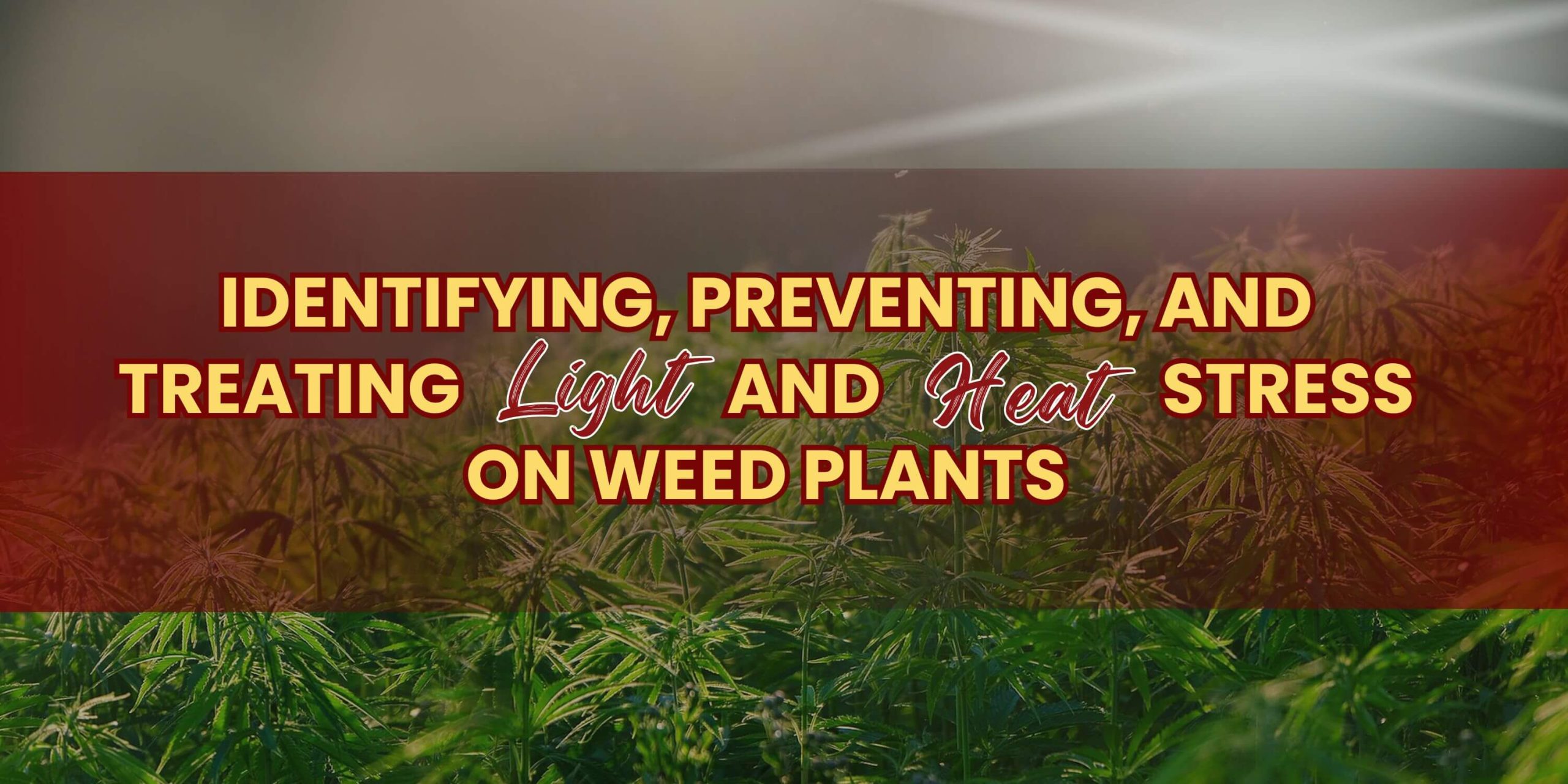 Identifying, Preventing, and Treating Light and Heat Stress on Weed Plants