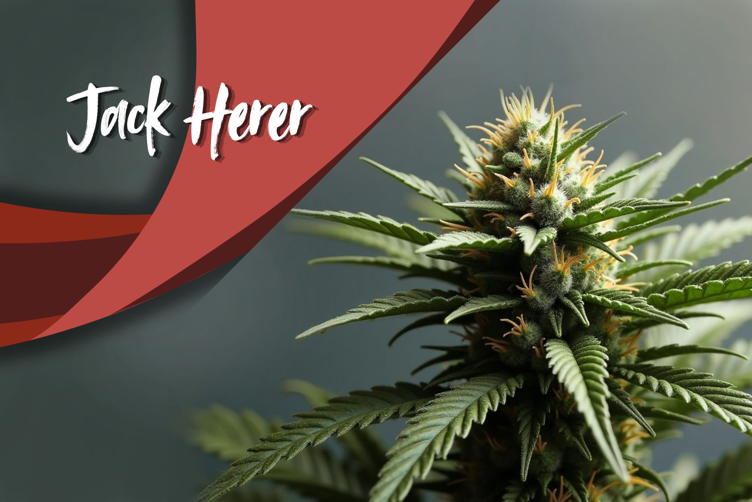 Jack Herer Scaled, Crop King Seeds