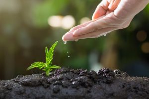 KNF S Fundamental Ideas, Crop King Seeds